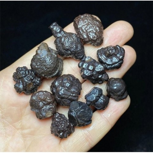 Mısır Çöl Elması